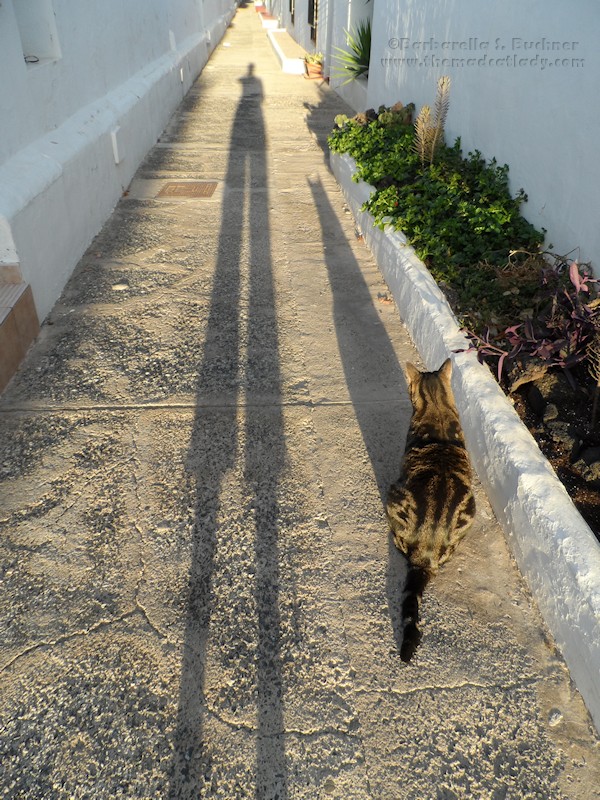 cat batman shadow