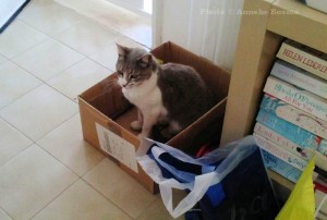 Cats pee on floor next to litter box